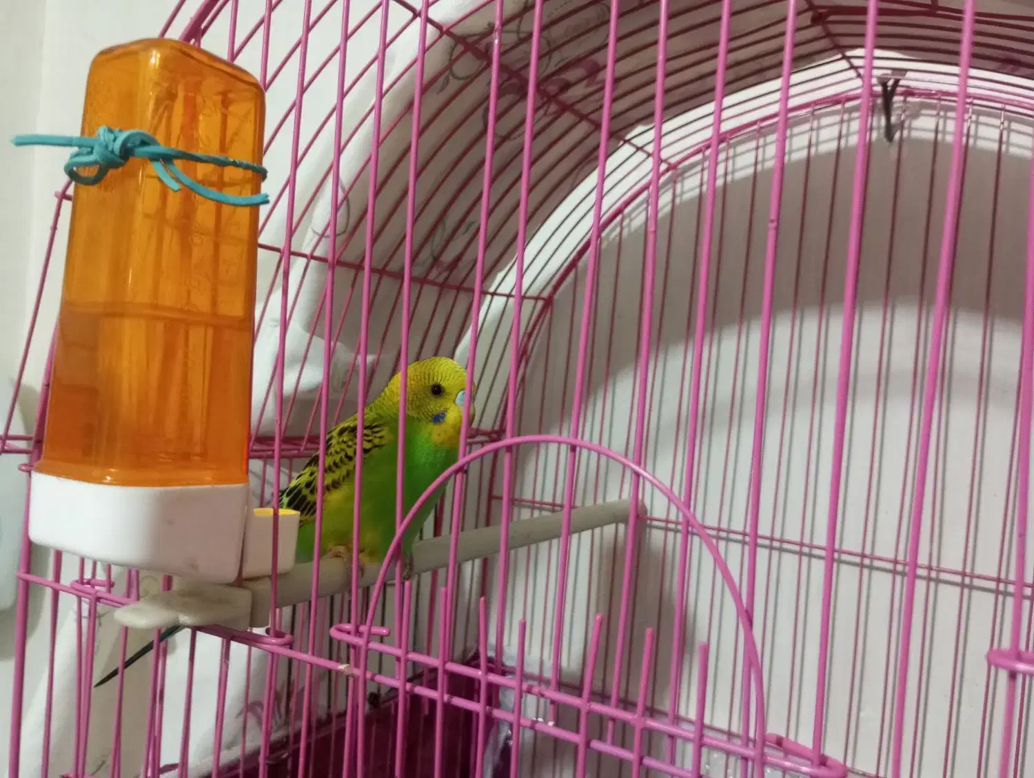 مرغ عشق نر|پرنده|مهاباد (آذربایجان غربی), |دیوار