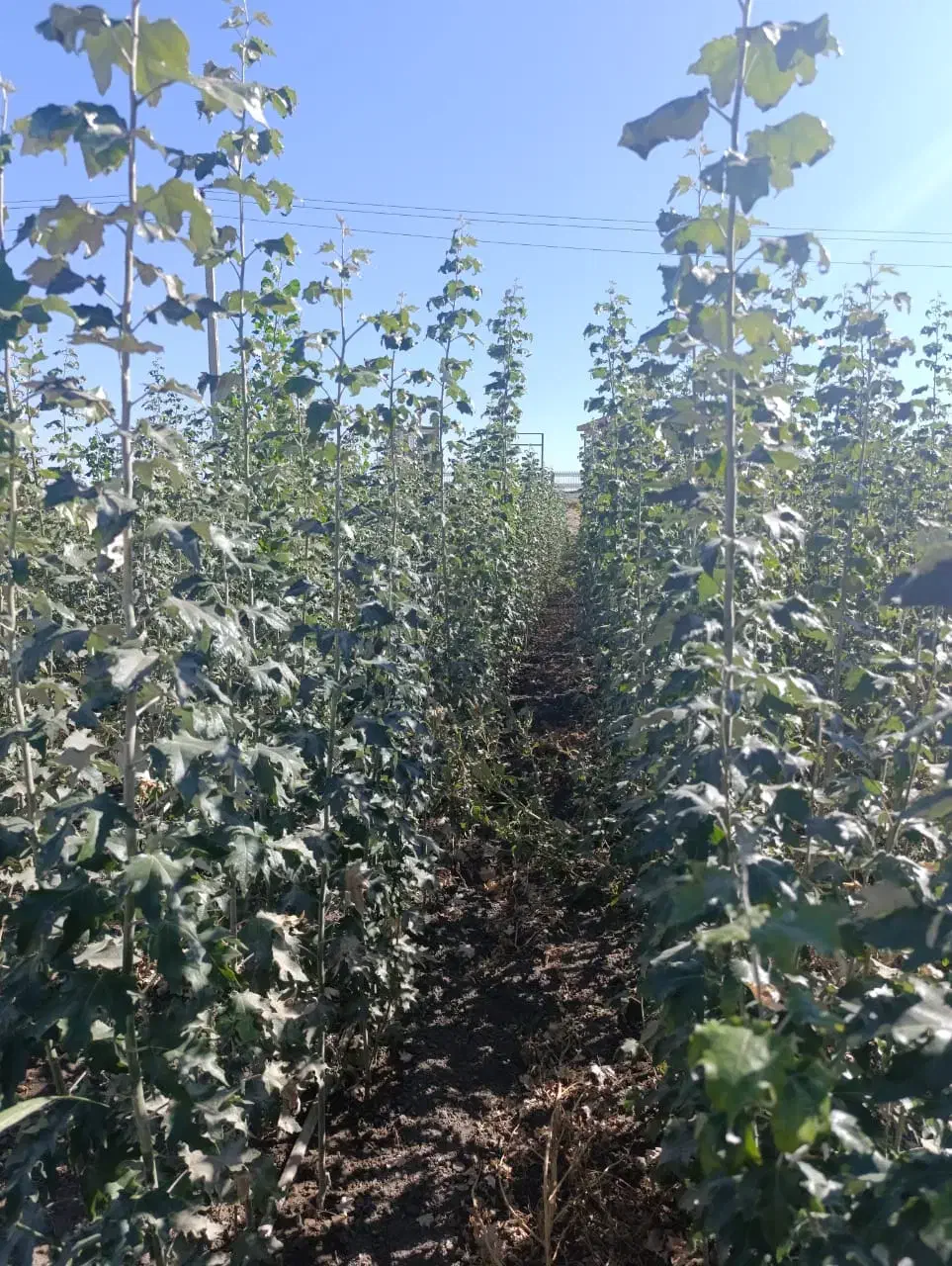 مرغوب تـرین نهـالــهای پــیوندی|خدمات باغبانی و درختکاری|رودبار, |دیوار