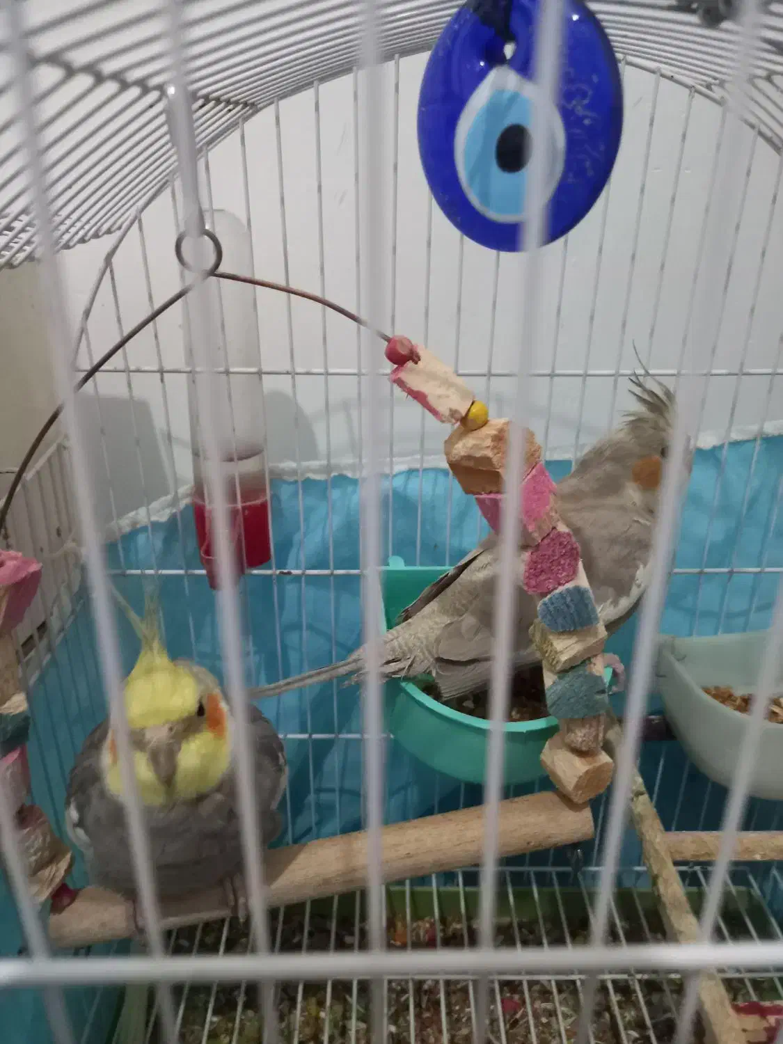 یه جفت عروس هلندی|پرنده|رباط‌کریم, الارد|دیوار