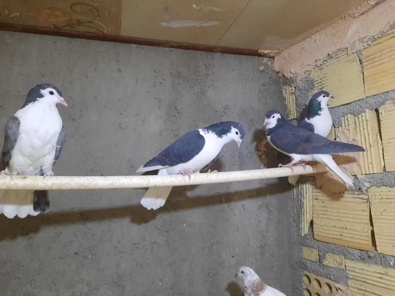 اصفهانی|پرنده|یزد, |دیوار