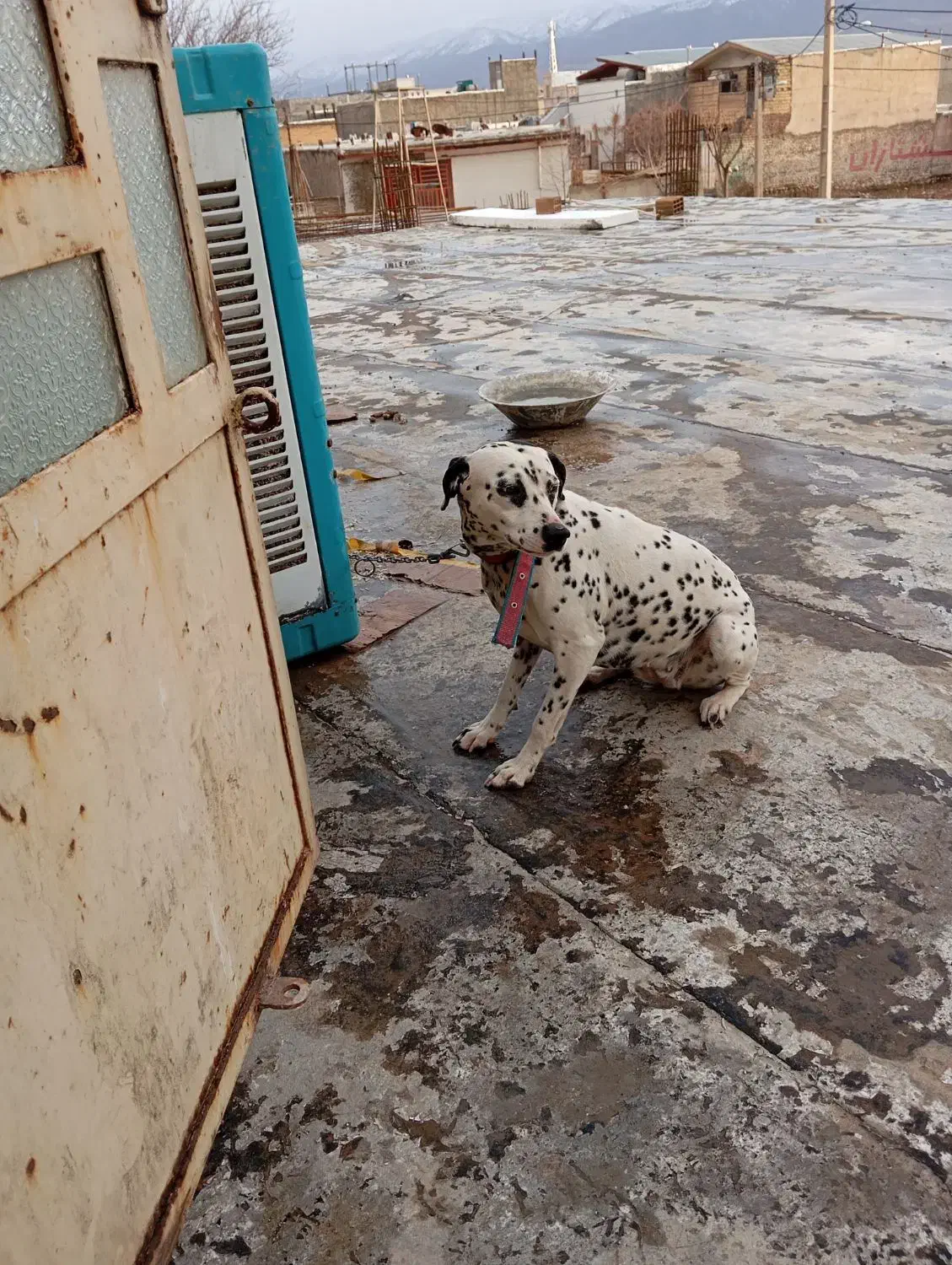 دال میشن|سگ|خرم‌آباد, |دیوار