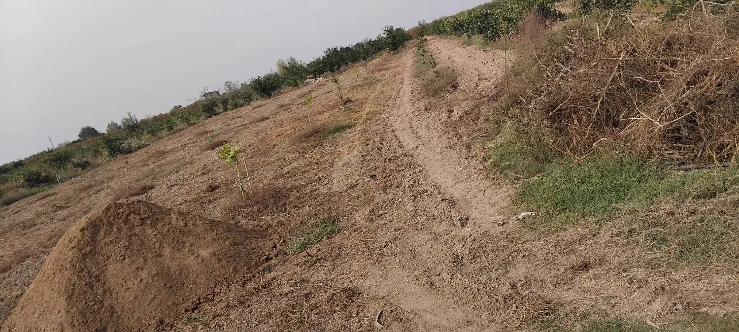 کود حیوانی، گوسفندی و گاوی تمیز|خدمات باغبانی و درختکاری|سورک, |دیوار