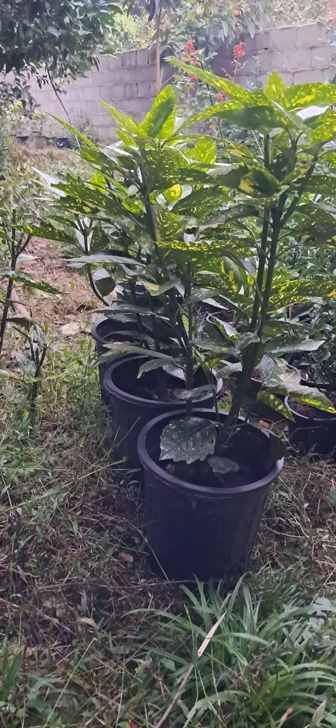 درختچه اکوبا|گل و گیاه طبیعی|رودسر, |دیوار