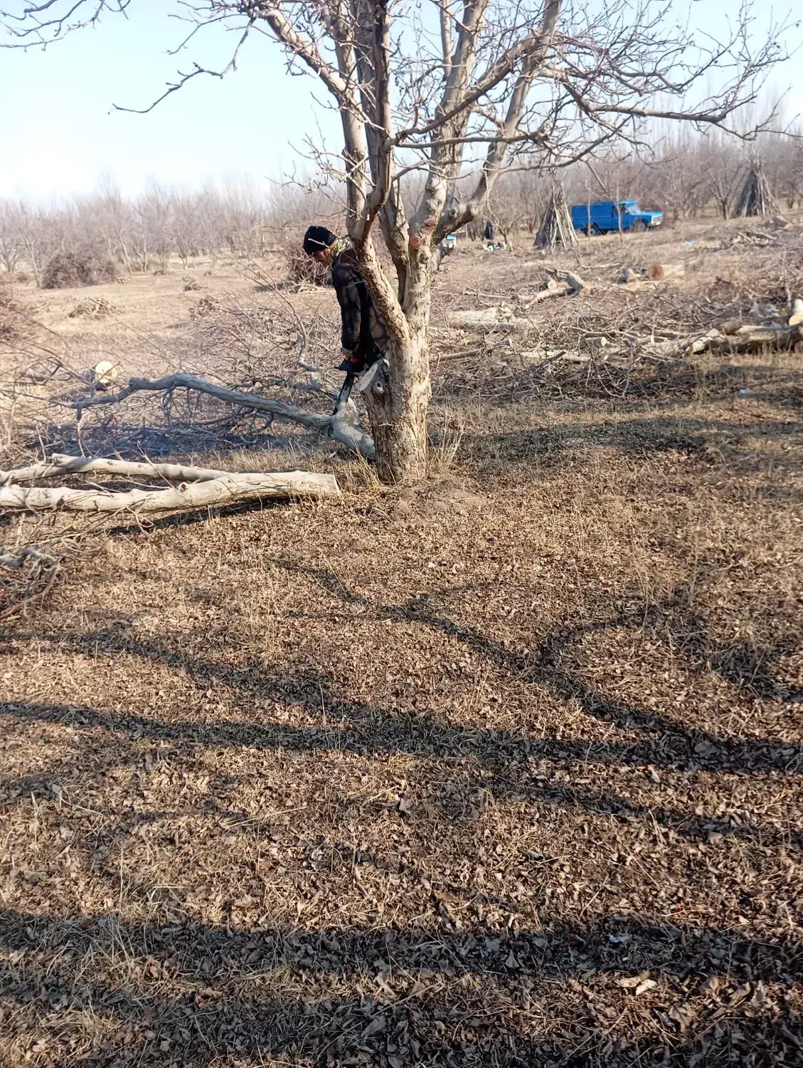 خریدار چوب وریشه|خدمات باغبانی و درختکاری|میاندوآب, |دیوار