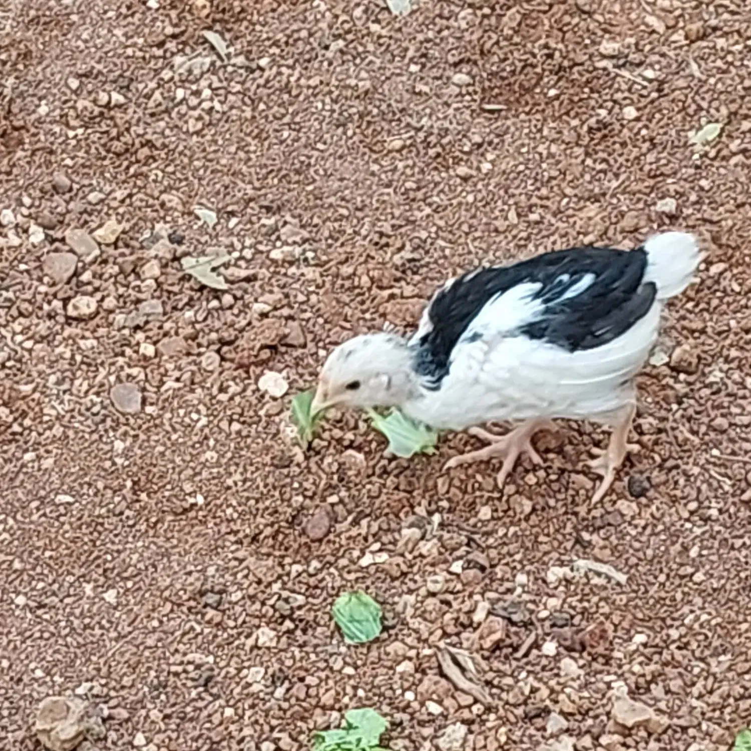 جوجه مرغ و خروس گلین اصل|حیوانات مزرعه|شیراز, شهرک گلستان|دیوار