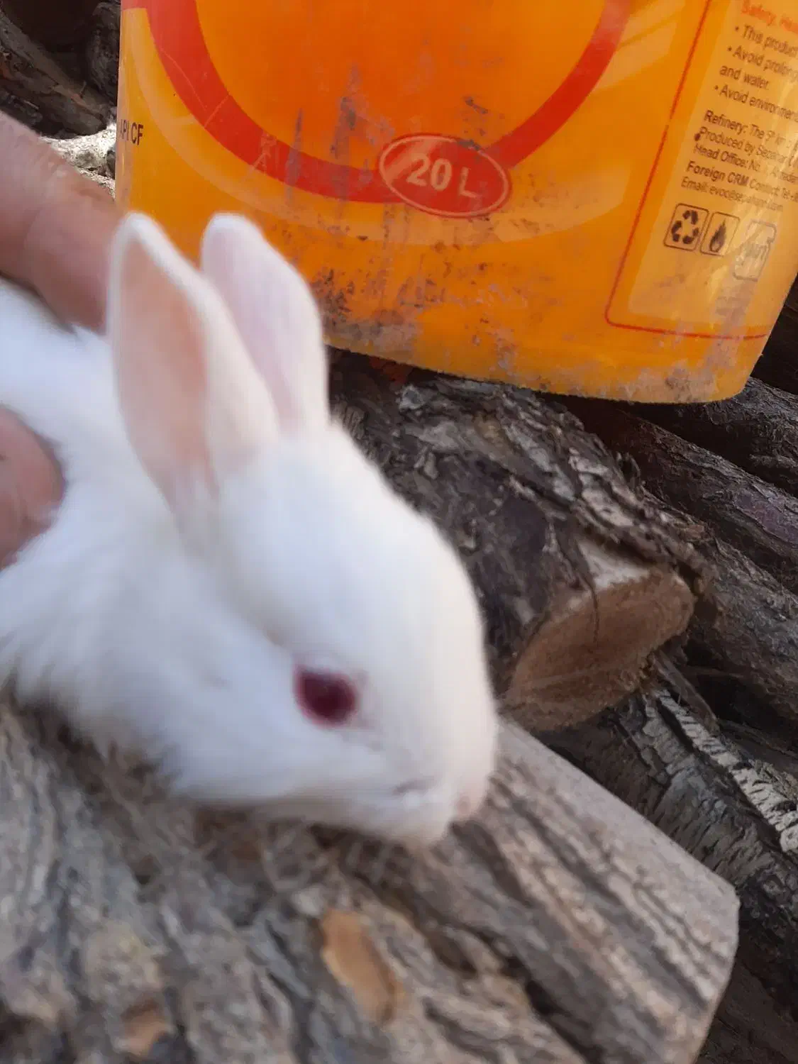 خرگوش|موش و خرگوش|لنجان, |دیوار