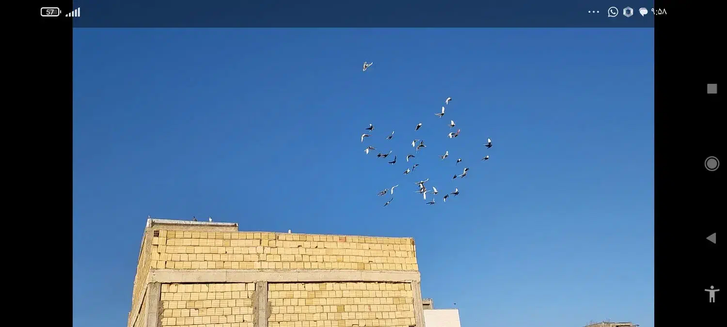 کفتر بوم زده خوردی ۵۰تای الوند|پرنده|الوند, |دیوار