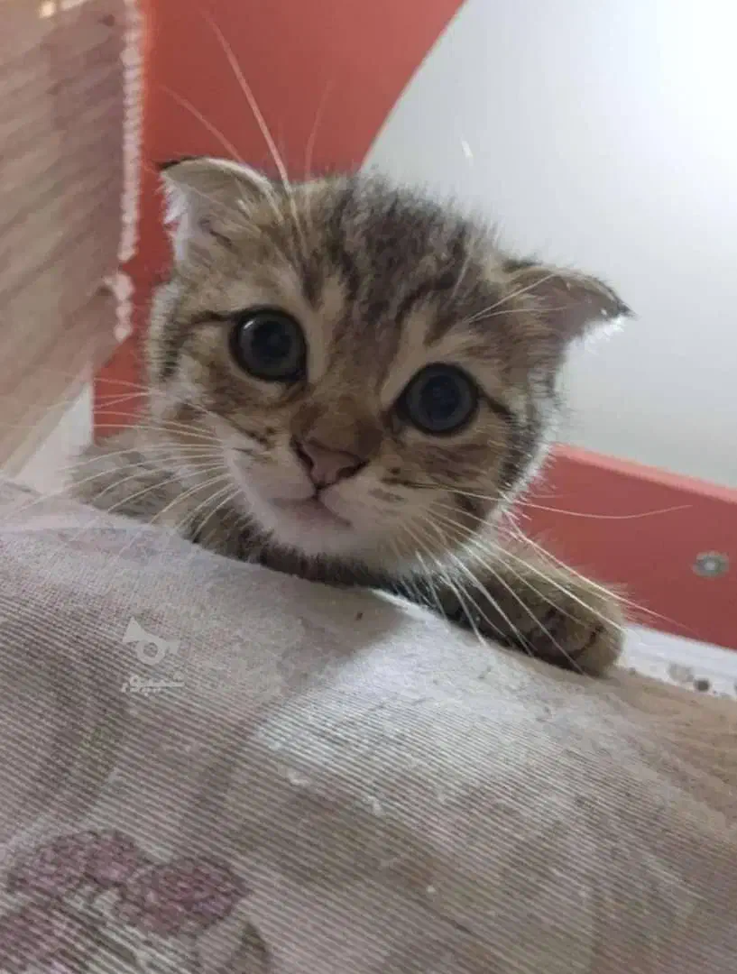 اسکاتیش فولد دو رگه فروش(واگذاری)|گربه|آمل, |دیوار