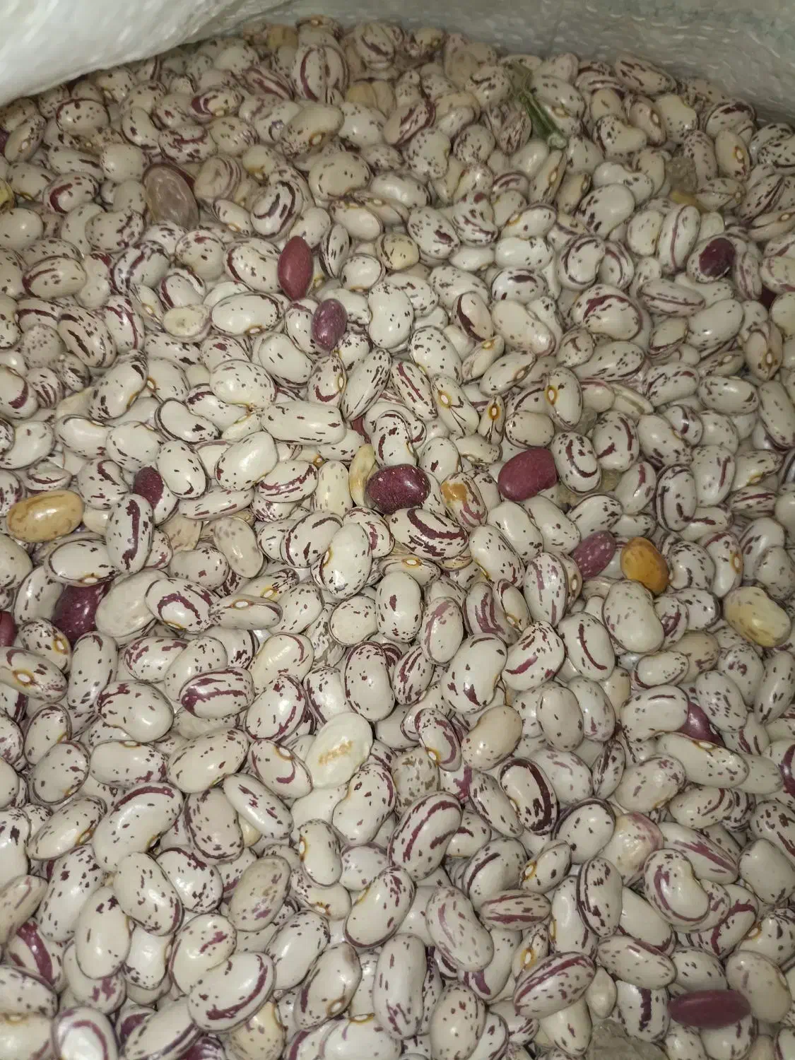 لوبیا چیتی تازه امسال خودم کاشت کردم و پاک شده|خوردنی و آشامیدنی|صومای برادوست, |دیوار