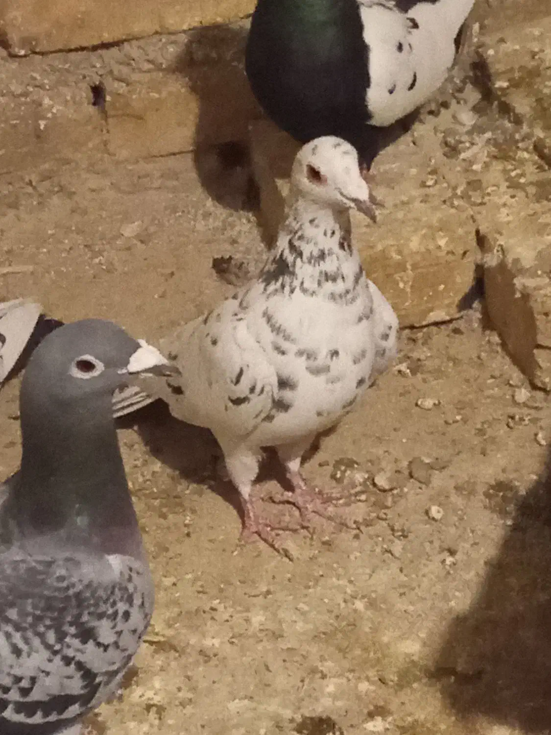 کبوتر هفت رنگ ماده|پرنده|اسفرورین, |دیوار