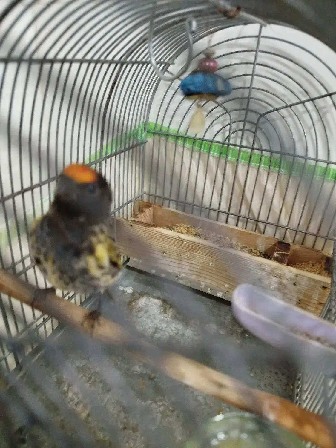 گلبسر|پرنده|شیراز, کوشک میدان|دیوار