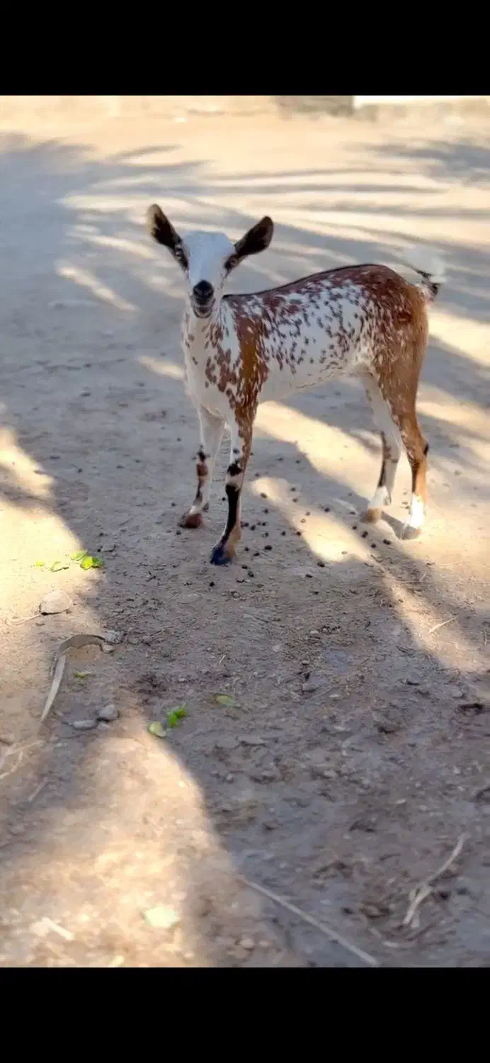 بز های|حیوانات مزرعه|خنج, |دیوار