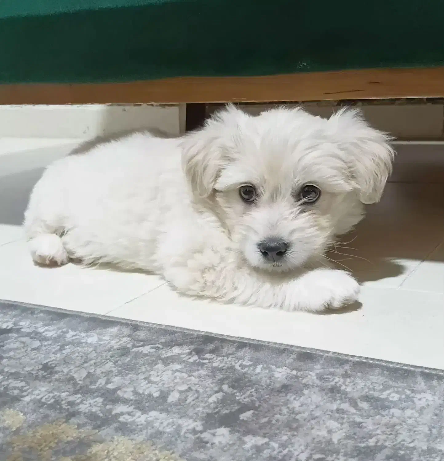 سگ شیتزو کراس|سگ|محمدیه-قزوین, |دیوار