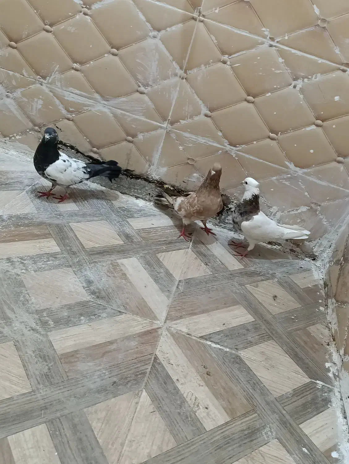 کبوتر رنکی ۳عدد|پرنده|بندر امام خمینی, |دیوار