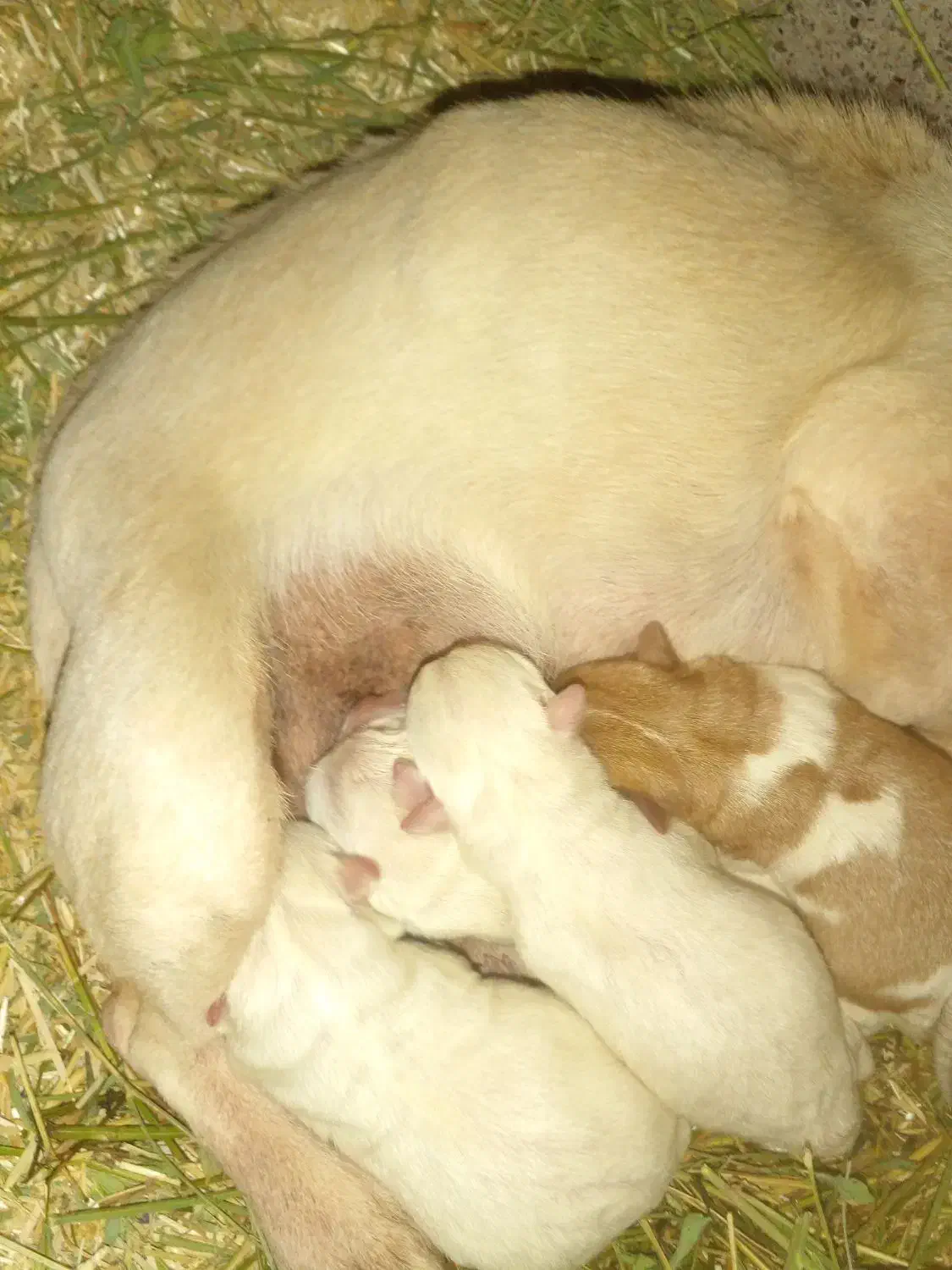 پاپی کوچولو|سگ|فیروزه, |دیوار