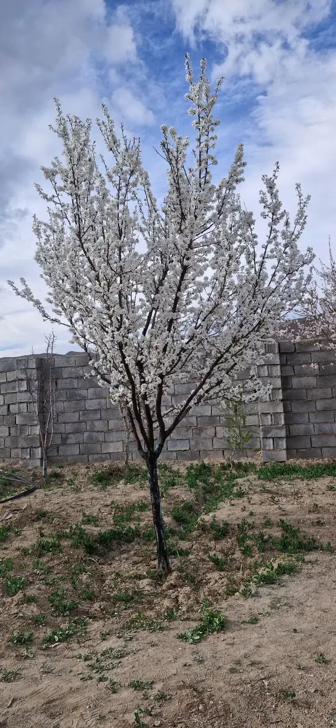 ویلای خوش اب وهموا بهترین مکان|فروش خانه و ویلا|کشکوئیه, |دیوار