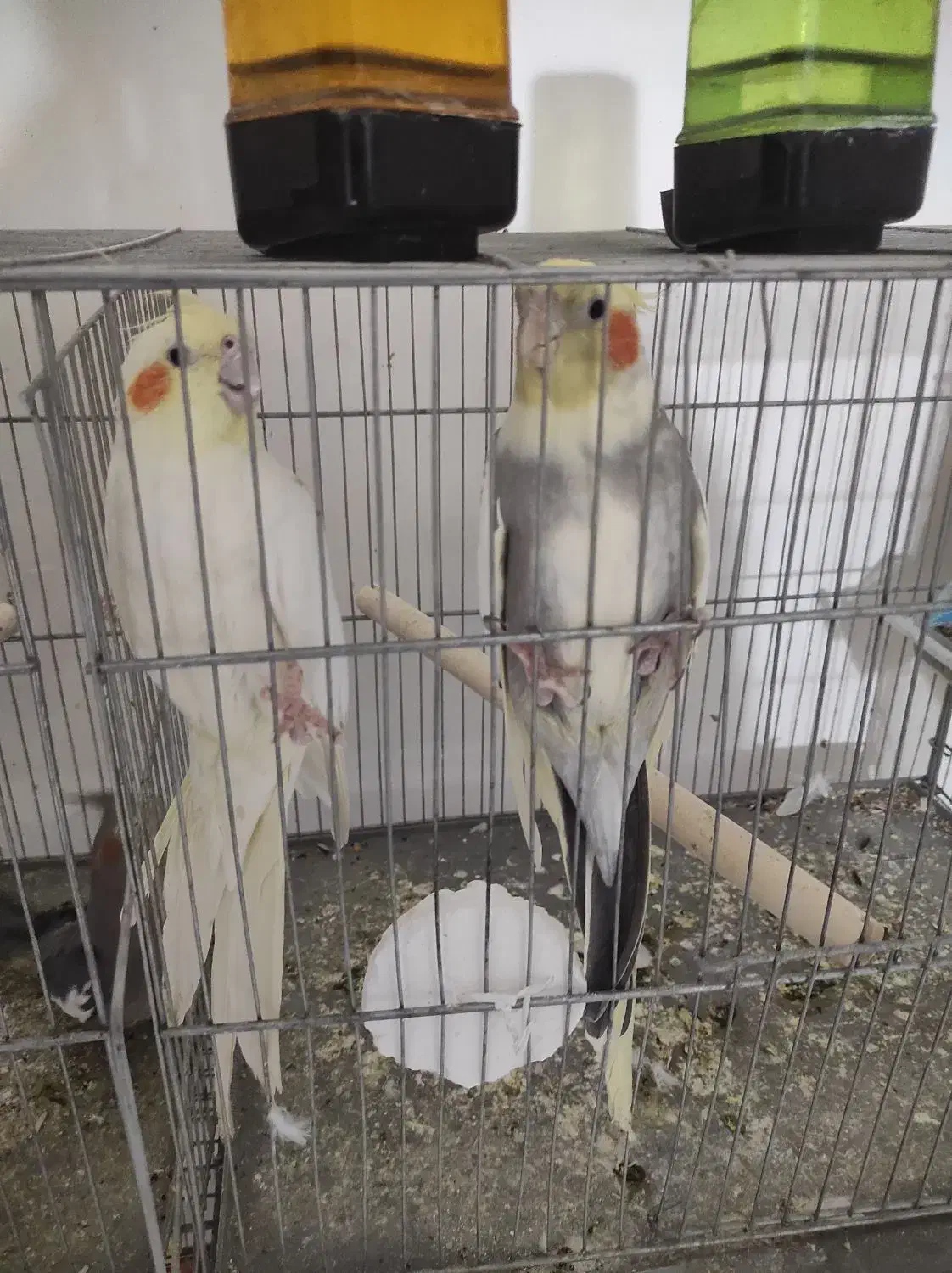 عروس هلندی و برزیلی|پرنده|صفادشت, |دیوار