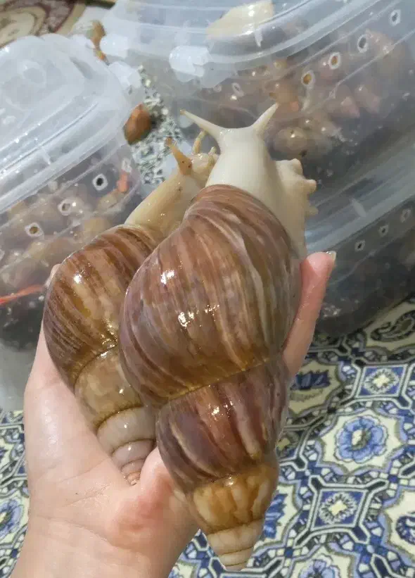 فروش حلزون طبی|خزنده|محمدشهر, همایون ویلا|دیوار