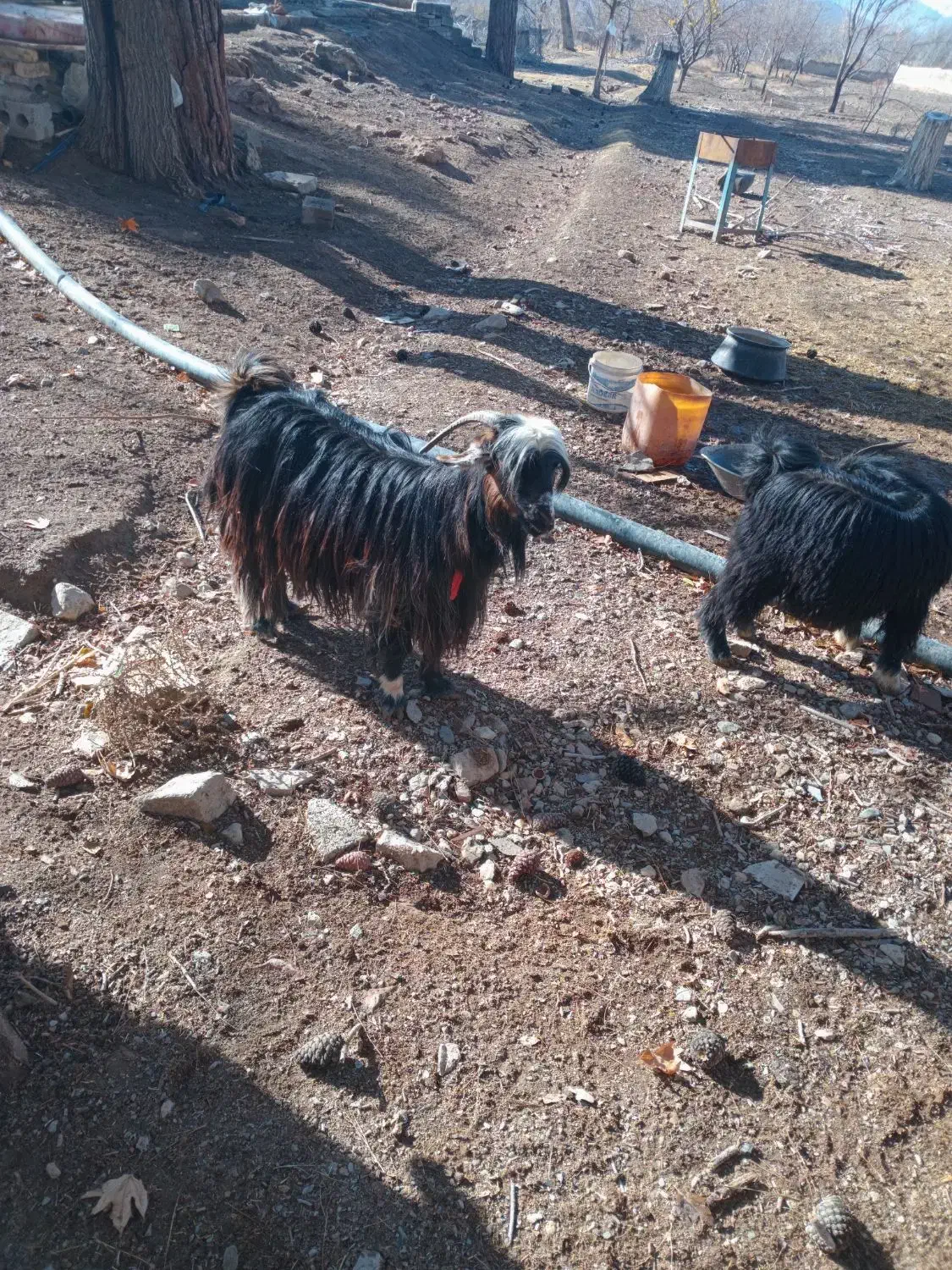 بز با بزغاله نر|حیوانات مزرعه|تیران, |دیوار