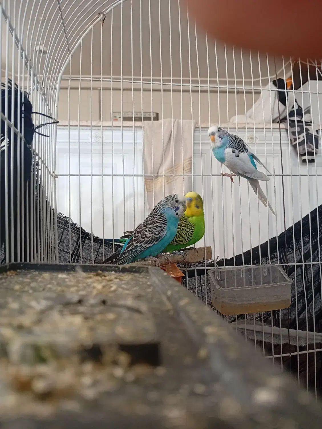 مرغ عشق|پرنده|جوانرود, |دیوار