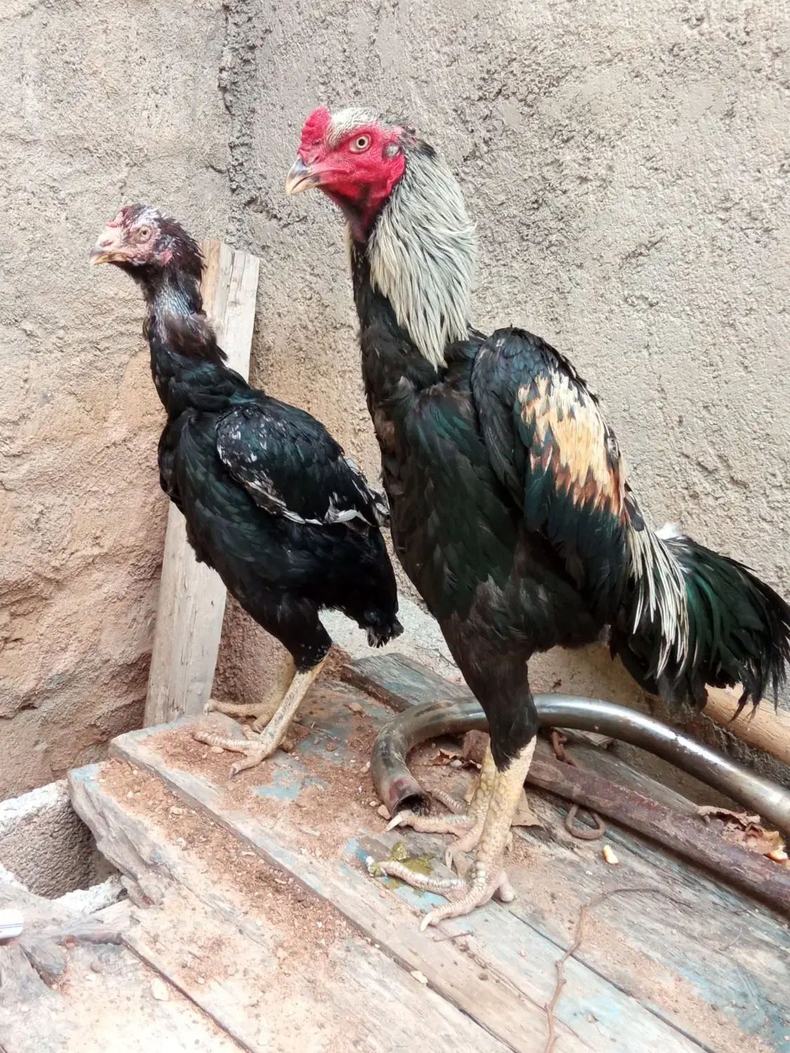 خروس لاری|حیوانات مزرعه|پیرانشهر, |دیوار