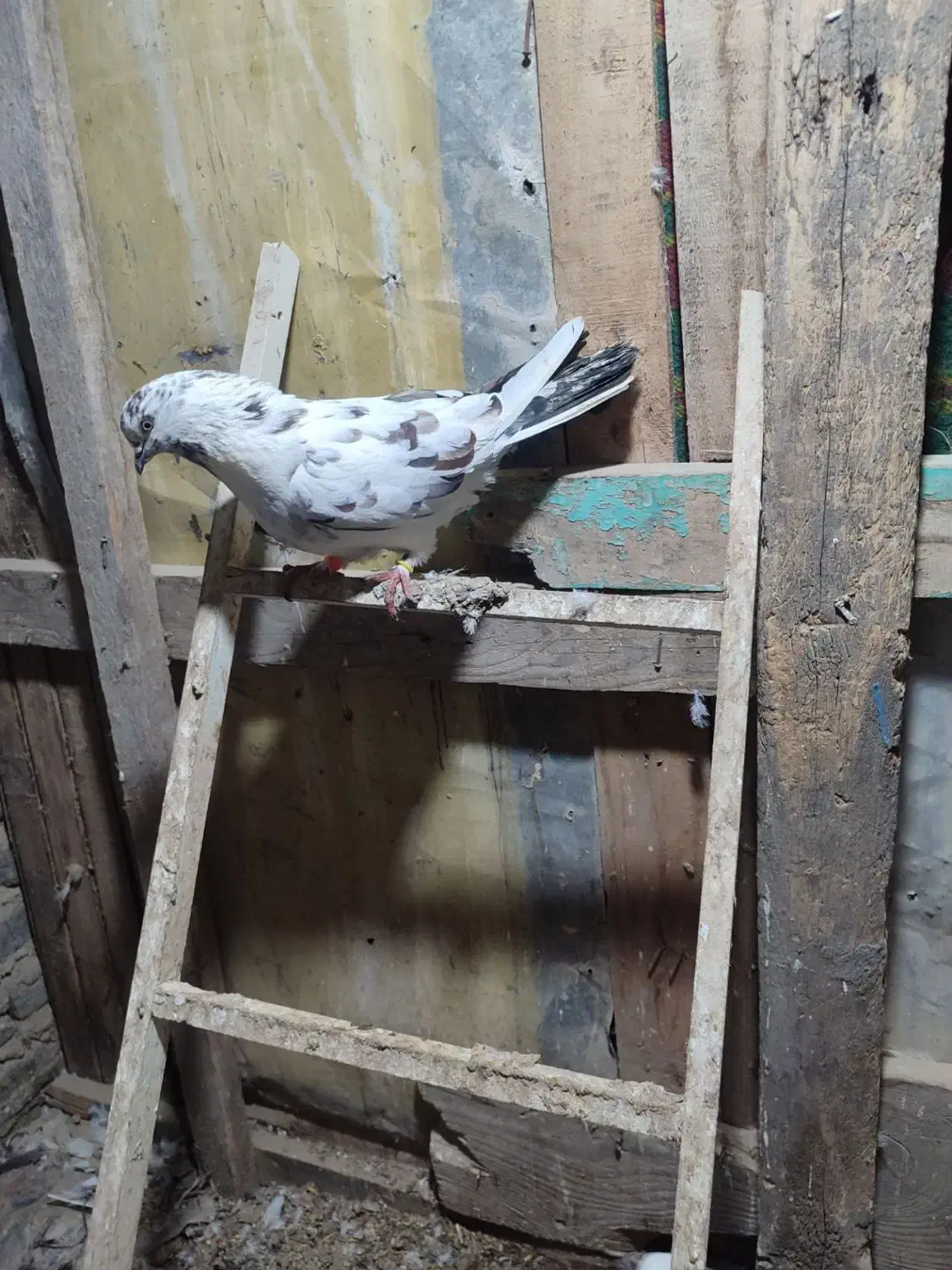 کبوتر|پرنده|بندر ترکمن, |دیوار