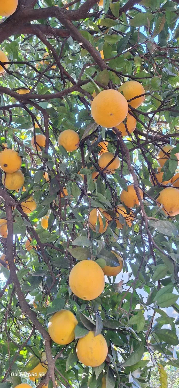 پرتقال تامسون فروشی|خوردنی و آشامیدنی|هچیرود, |دیوار