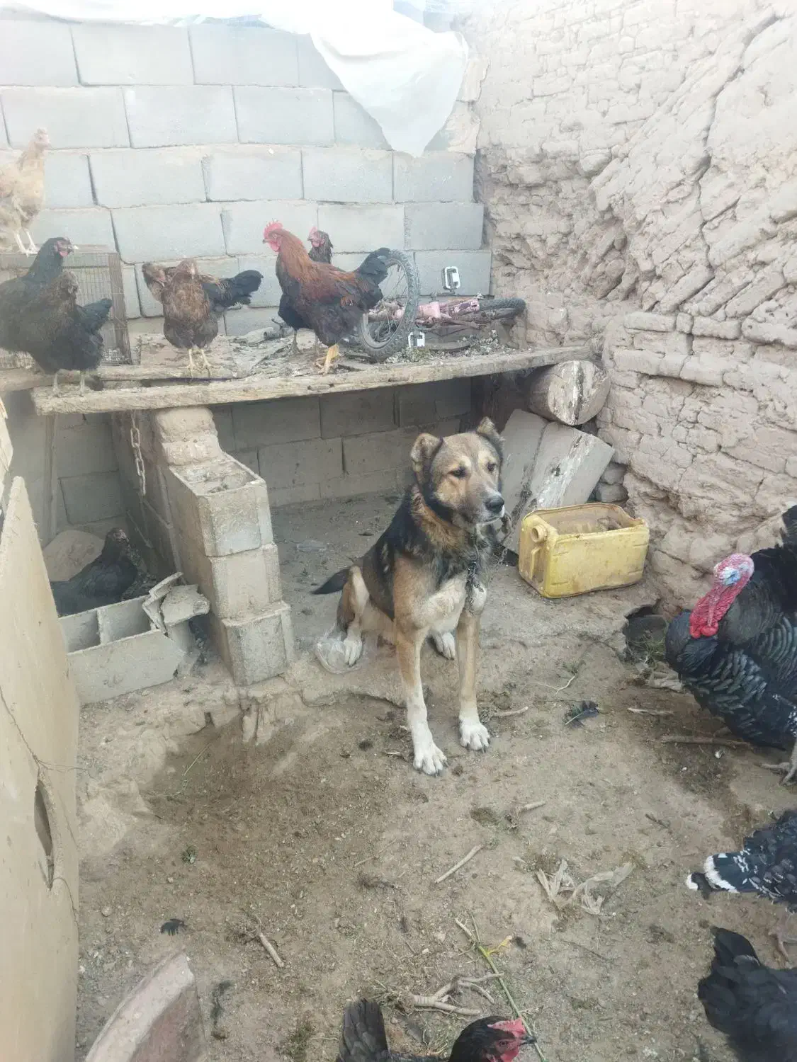 معاوضه|حیوانات مزرعه|خرانق, |دیوار