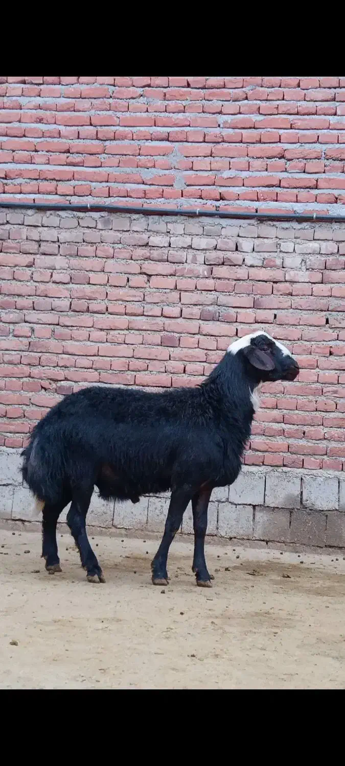 بره و قوچ و میش|حیوانات مزرعه|مراغه, |دیوار