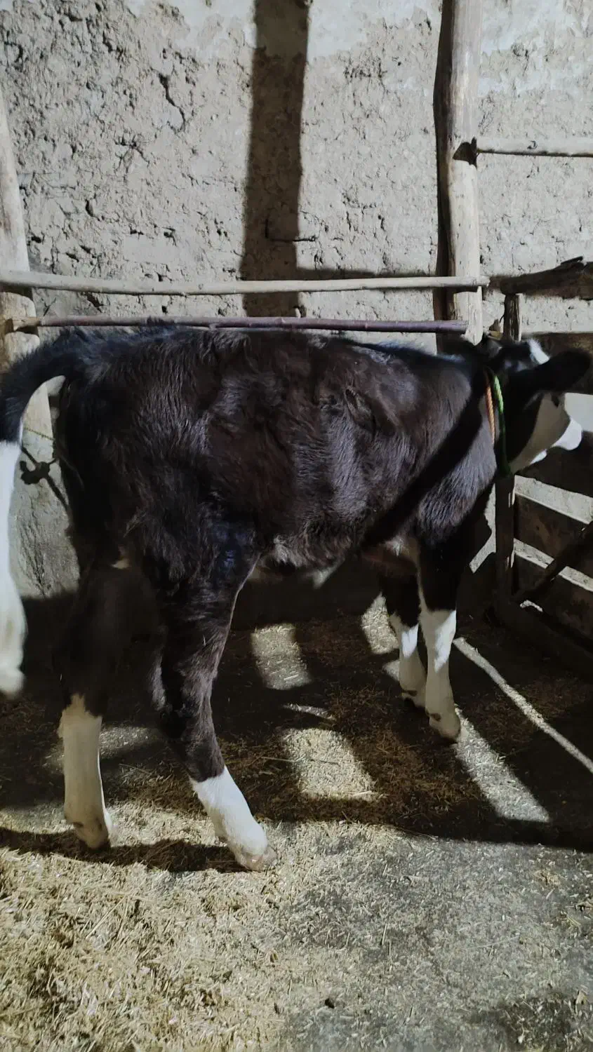 گوساله گاو سیمینتال|حیوانات مزرعه|تکاب, |دیوار