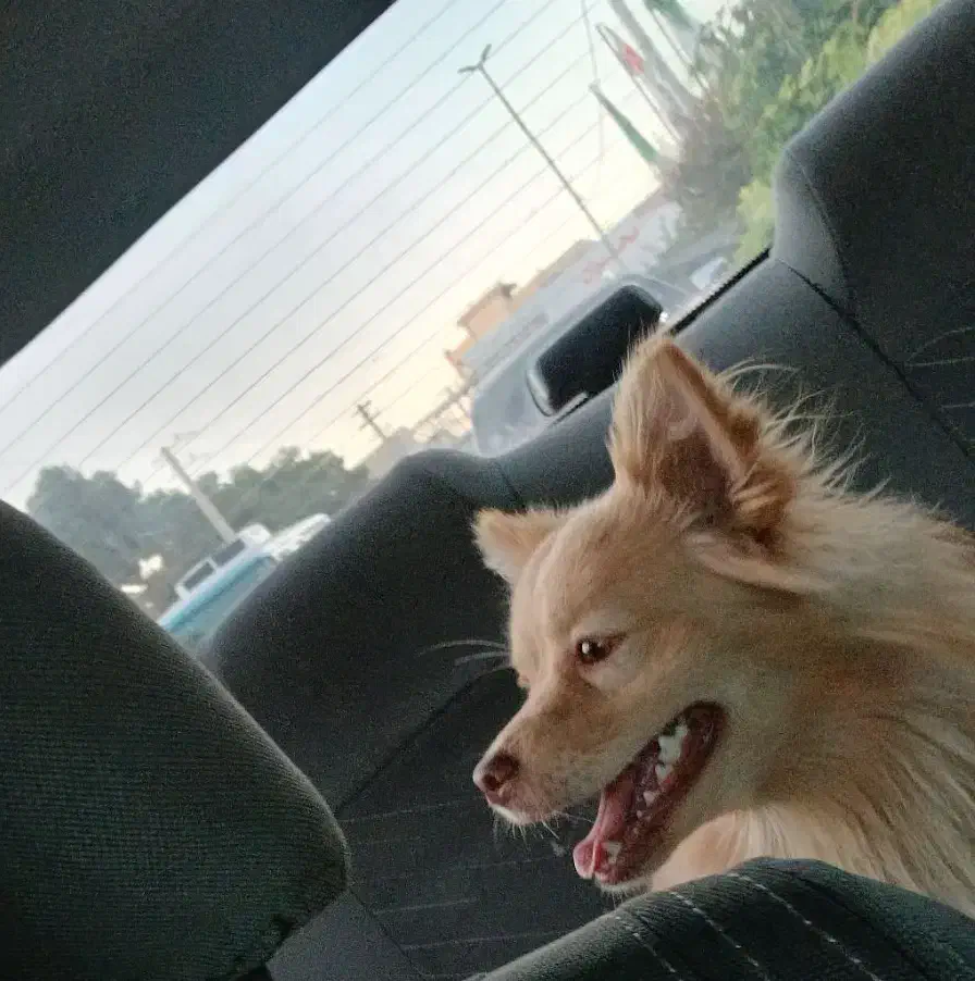 سگ پامریان|سگ|فردیس, ثابتی|دیوار