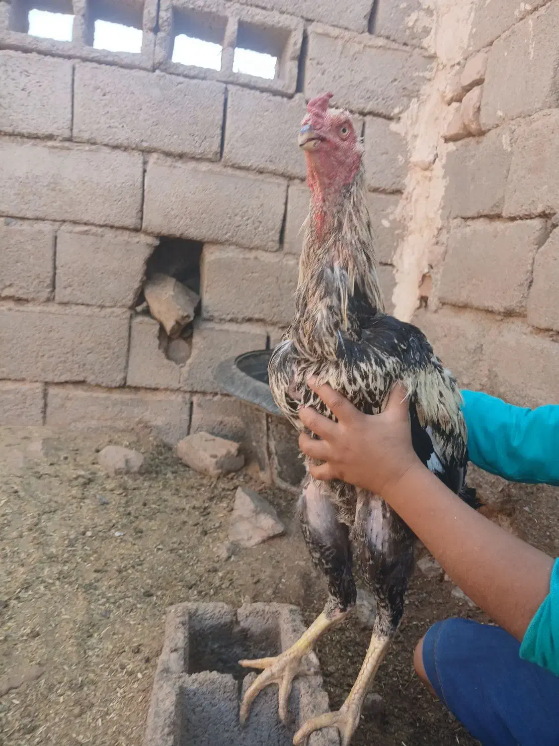 خروس لاری|حیوانات مزرعه|نیشابور, خط کاشمر|دیوار