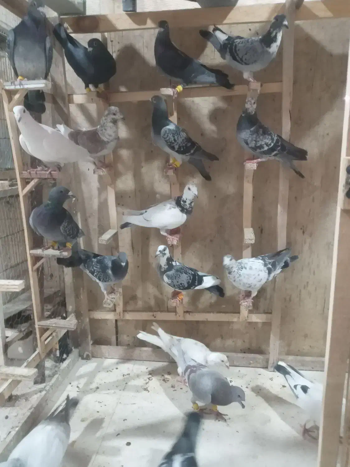 پت شاپ‌دکتر دان ،چخ کفتره رنگی و قلدور پرشی|پرنده|مشهد, کشف|دیوار