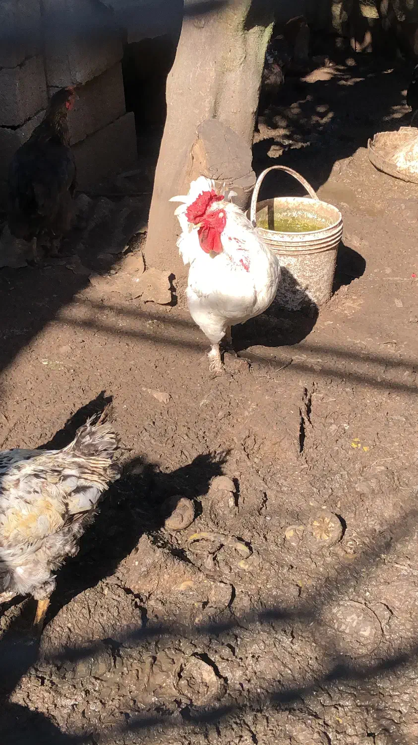 خروس پا پر|حیوانات مزرعه|قائمشهر, |دیوار