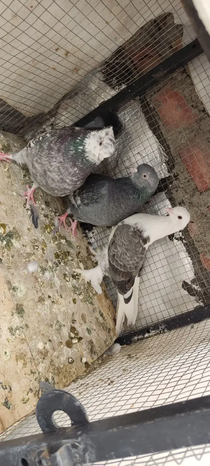 کبوتر|پرنده|بوکان, |دیوار