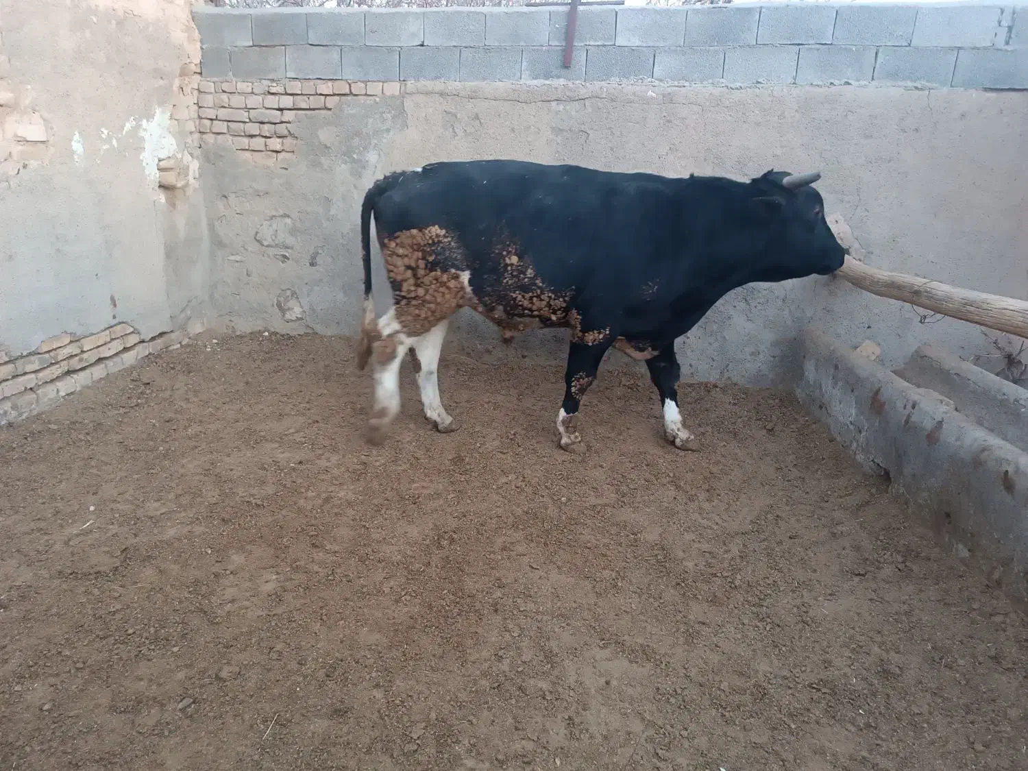 گوساله چاق|حیوانات مزرعه|کمیجان, |دیوار