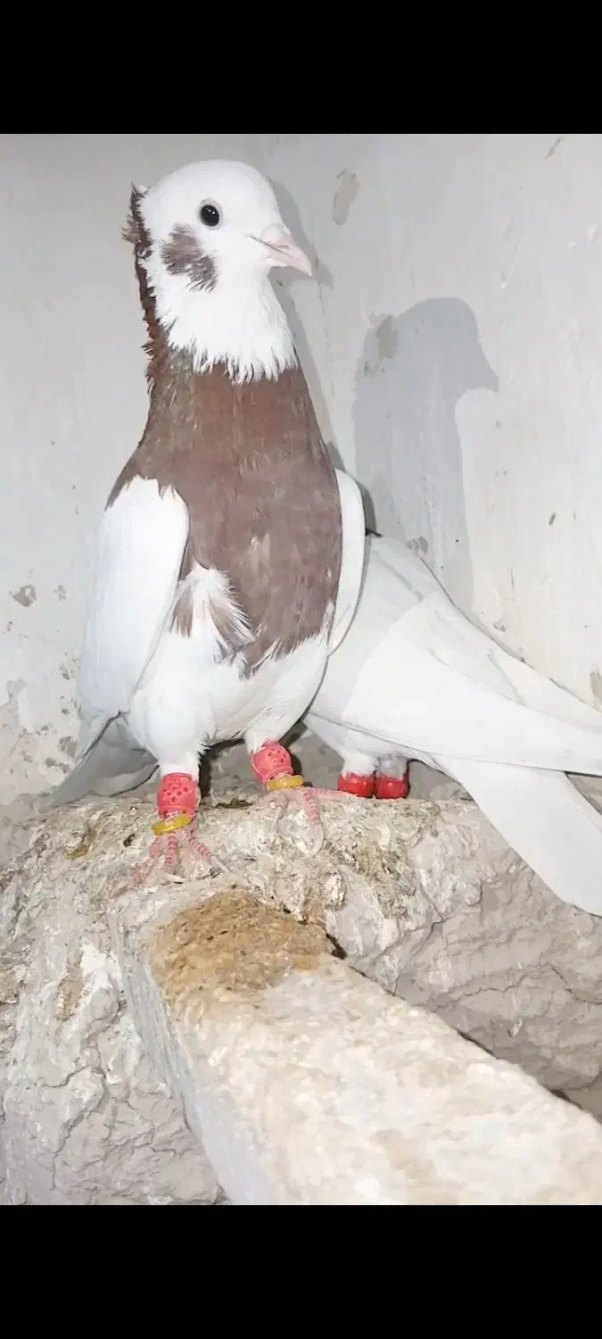 طوقی نر و ماده|پرنده|دشتابی, |دیوار