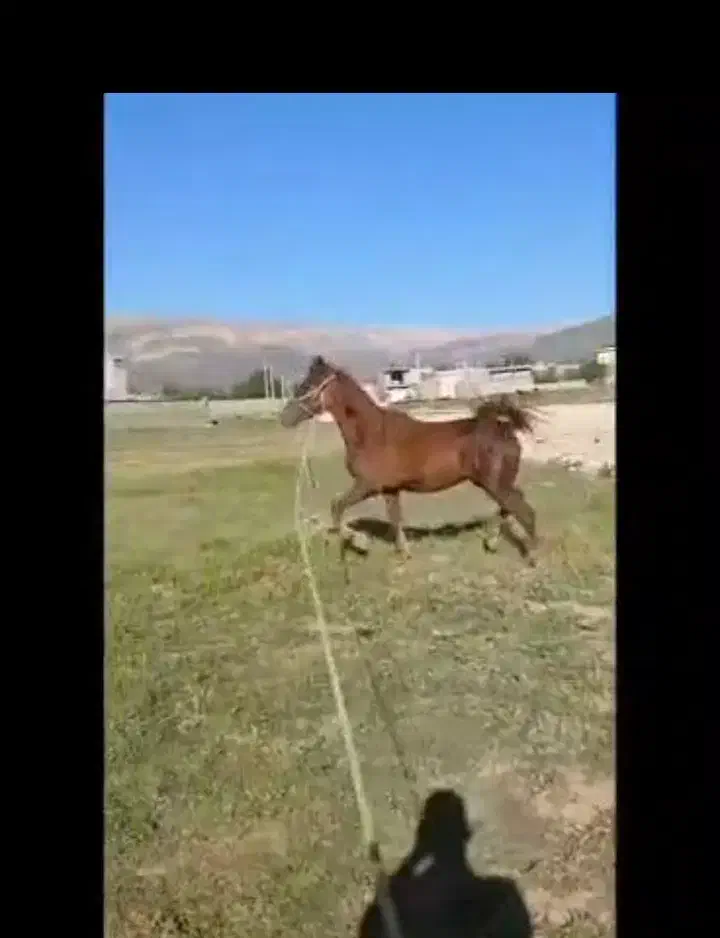 اسب کره نریان ۳ساله|اسب و تجهیزات اسبسواری|یاسوج, |دیوار