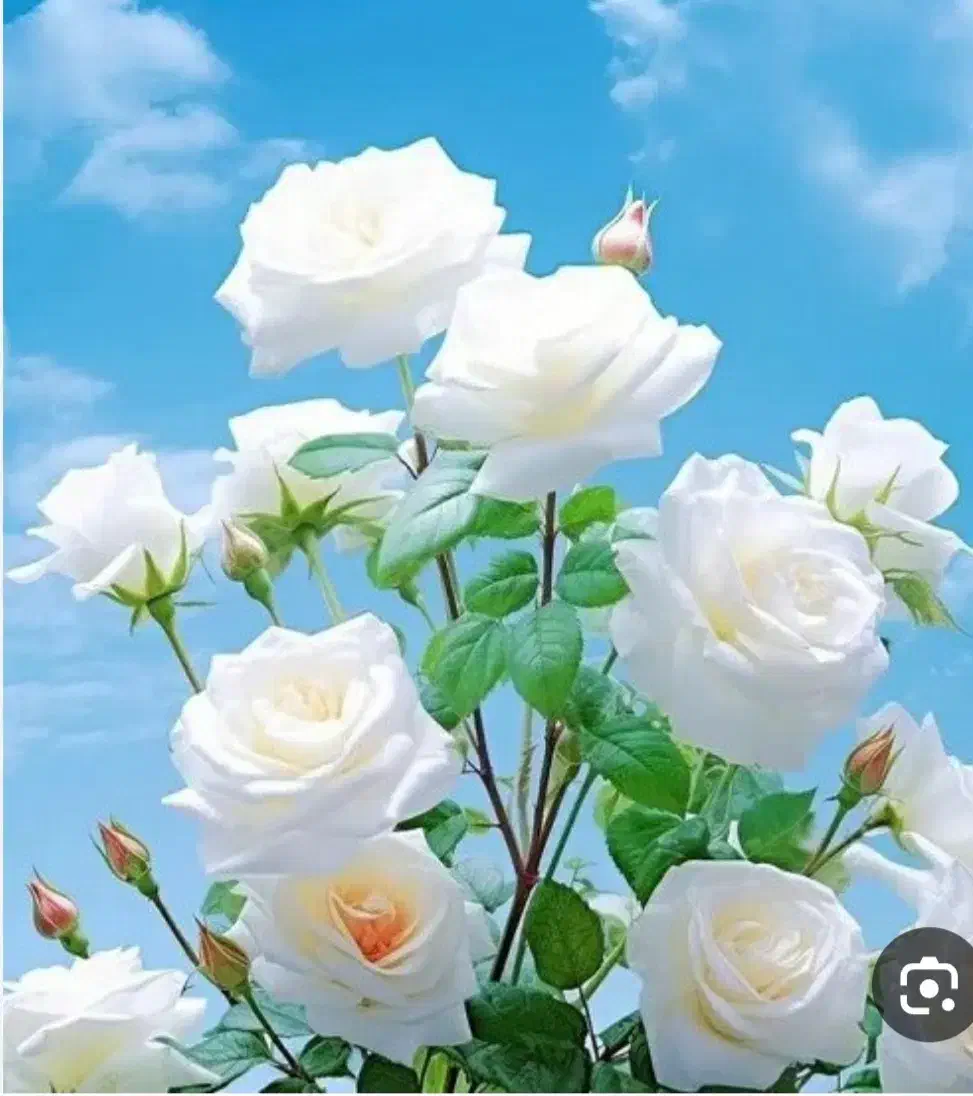 انجام امور خانه داری و نگهداری سالمند|استخدام سرایداری و نظافت|دهدشت, |دیوار