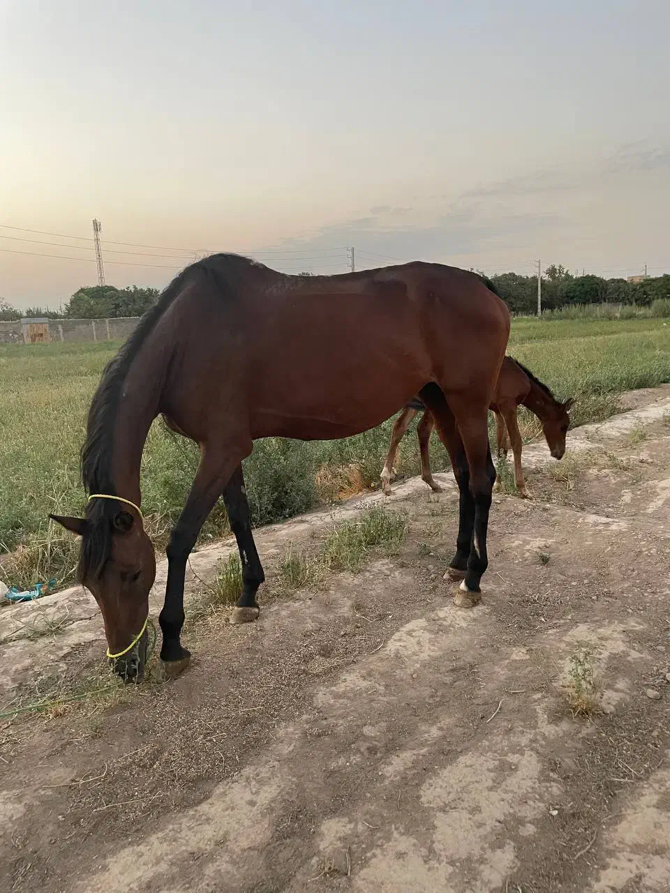 فروشی|اسب و تجهیزات اسب‌سواری|ورامین, ریحان آباد|دیوار