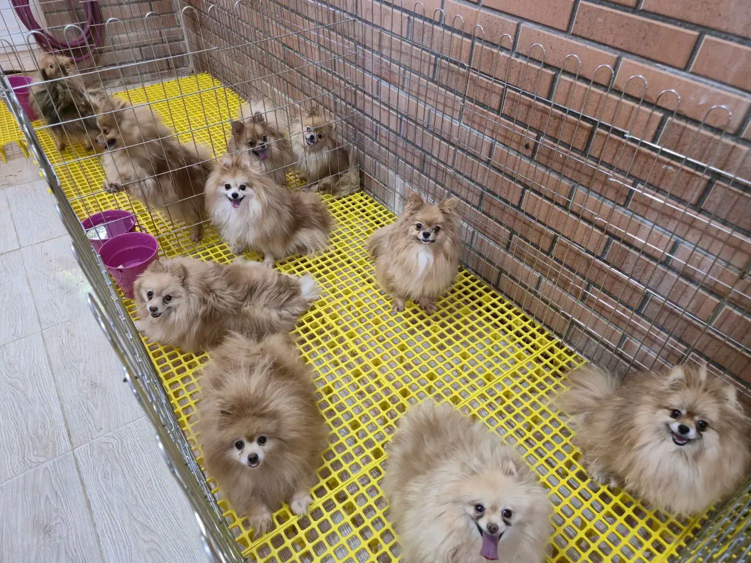 پرورش تخصصی نژاد پامرانین خرسی عروسکی روباهی|سگ|بادرود, |دیوار