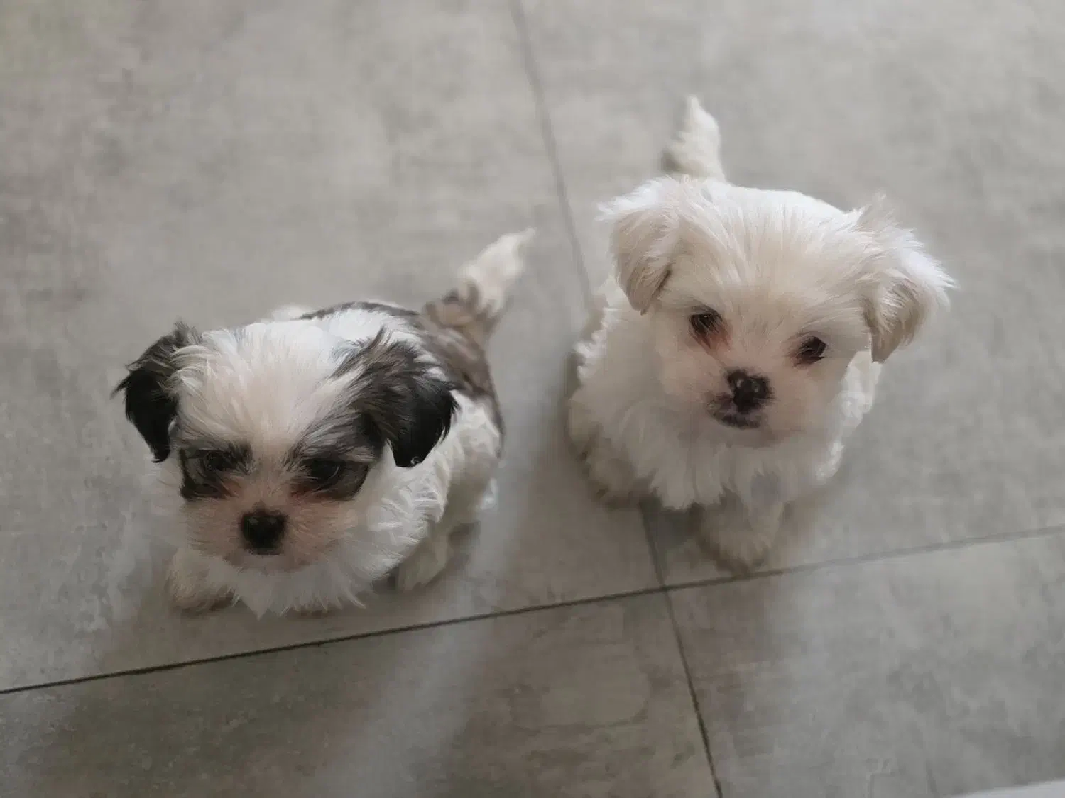 سگمالتیز|سگ|شیراز, انجیر|دیوار