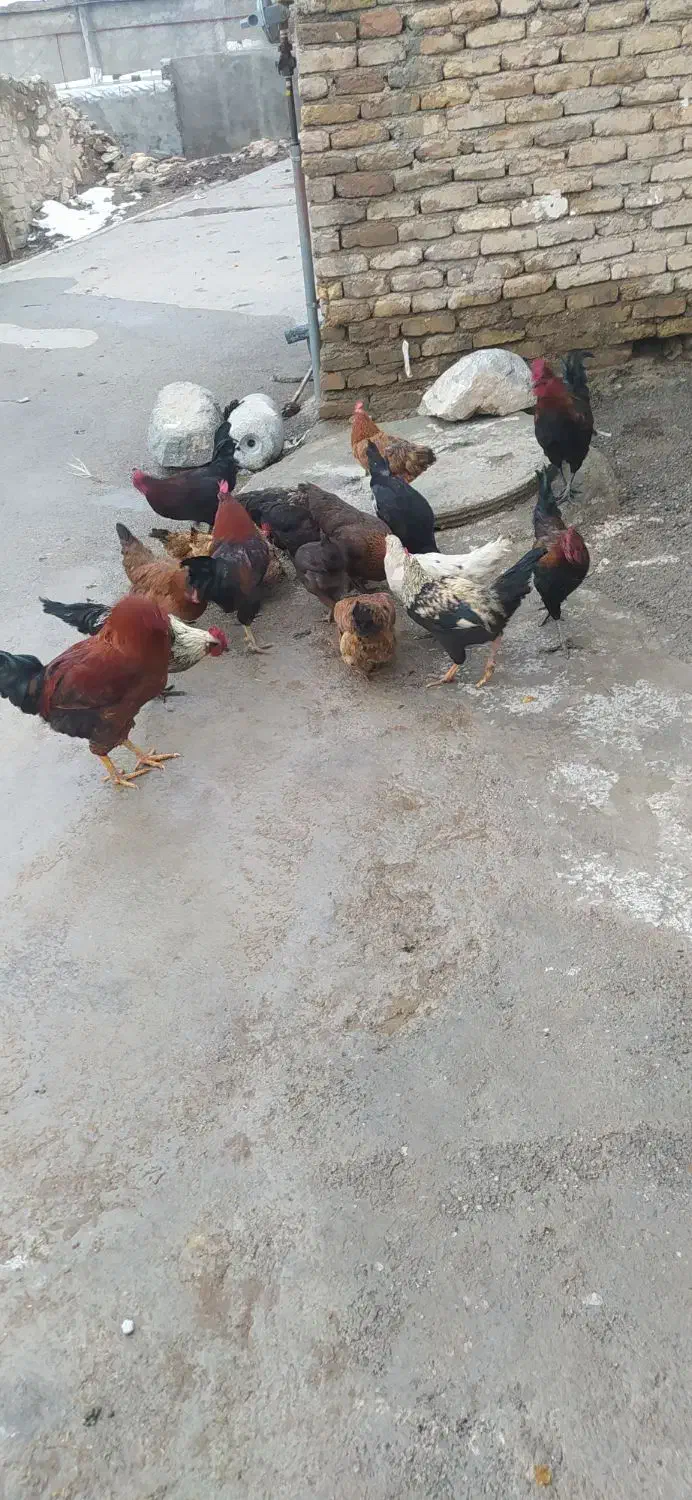 خروس|حیوانات مزرعه|طرقبه, |دیوار