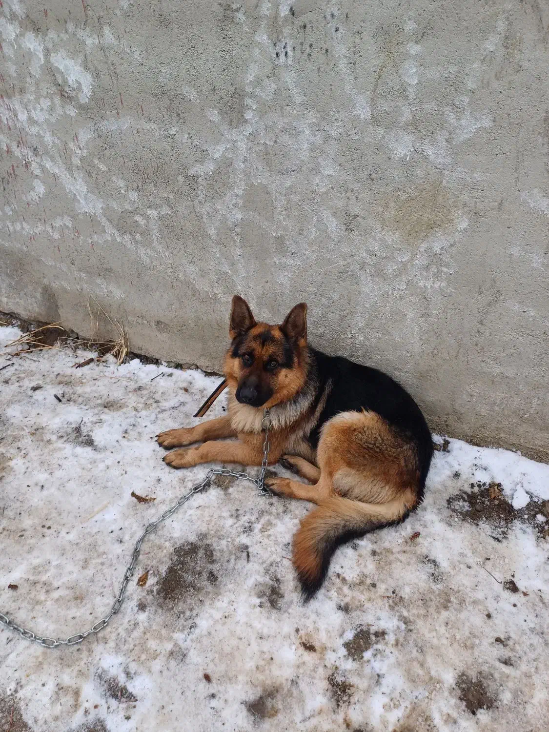 سگ ژرمن|سگ|نوشین شهر, |دیوار