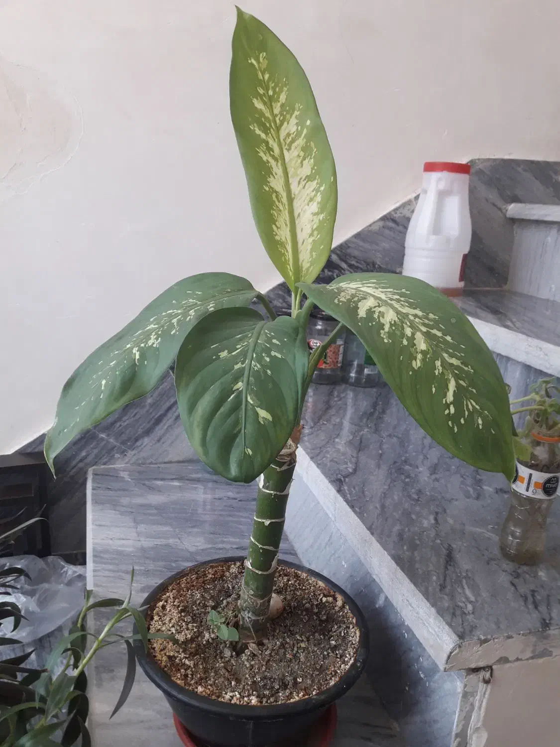 گل طبیعی|گل و گیاه طبیعی|کرمانشاه, |دیوار