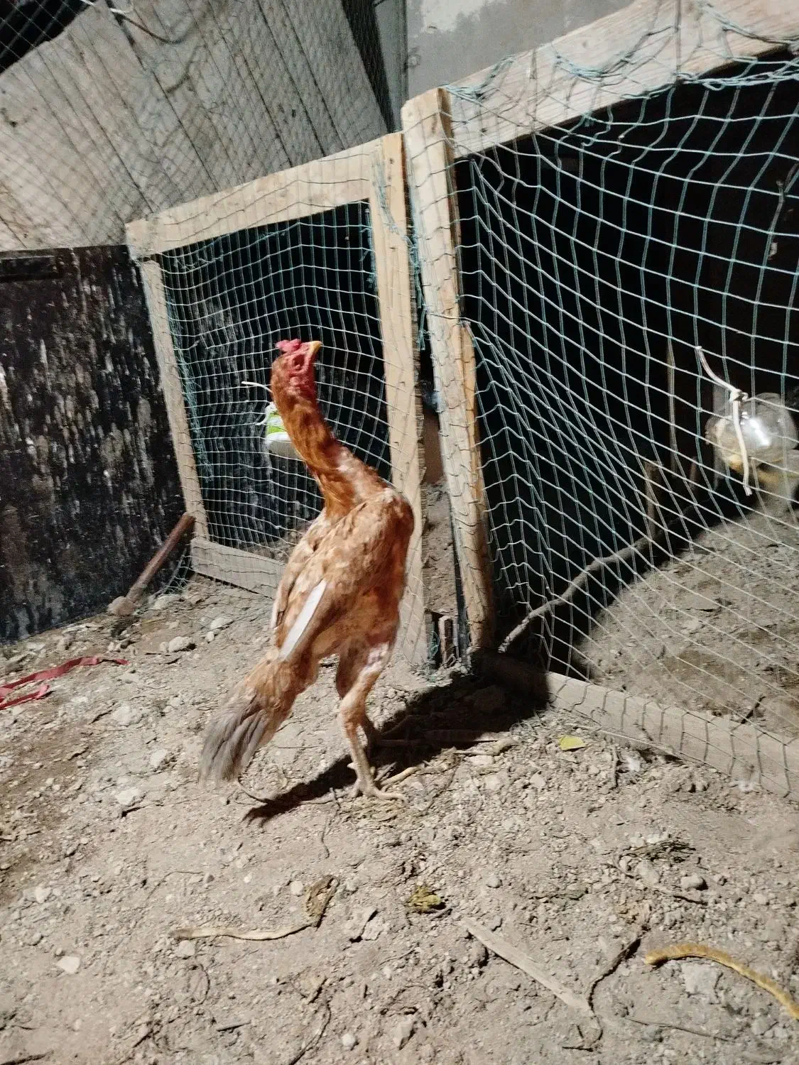 فروشی خروس لاری|حیوانات مزرعه|کیش, |دیوار