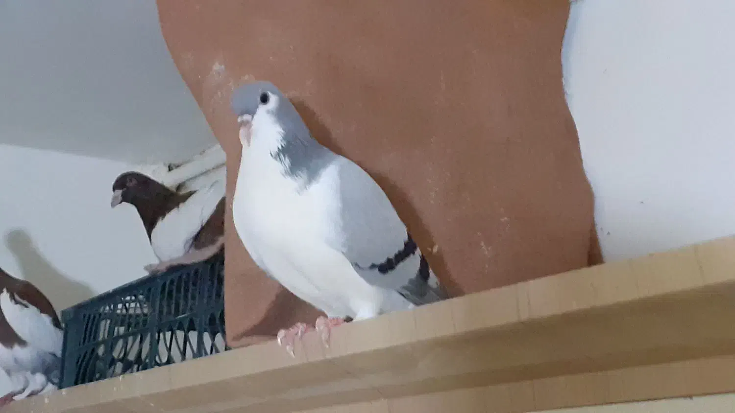 کفتر ساده رنگی|پرنده|چناران, |دیوار