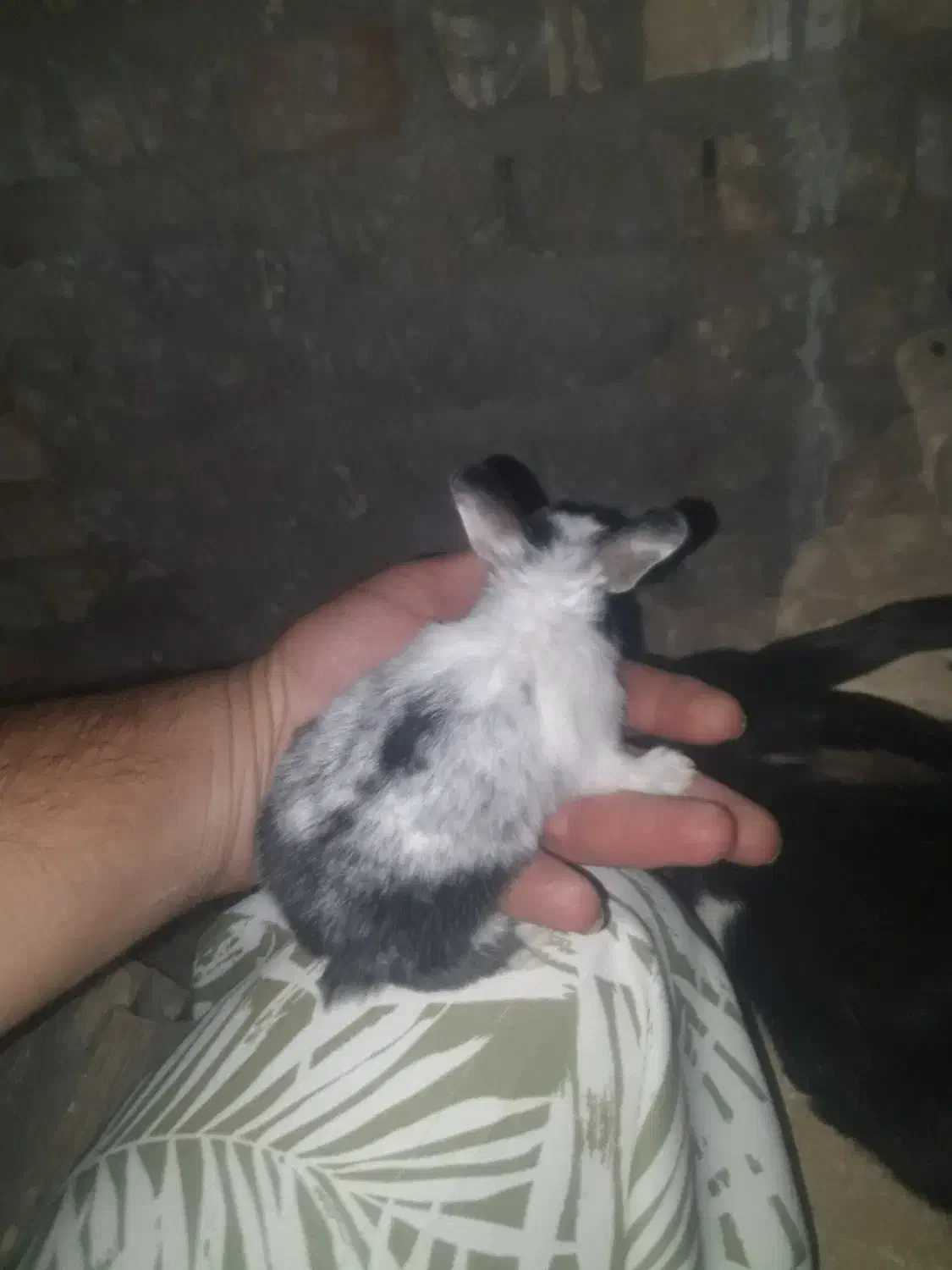 فروش خرگوش|موش و خرگوش|مهریز, |دیوار