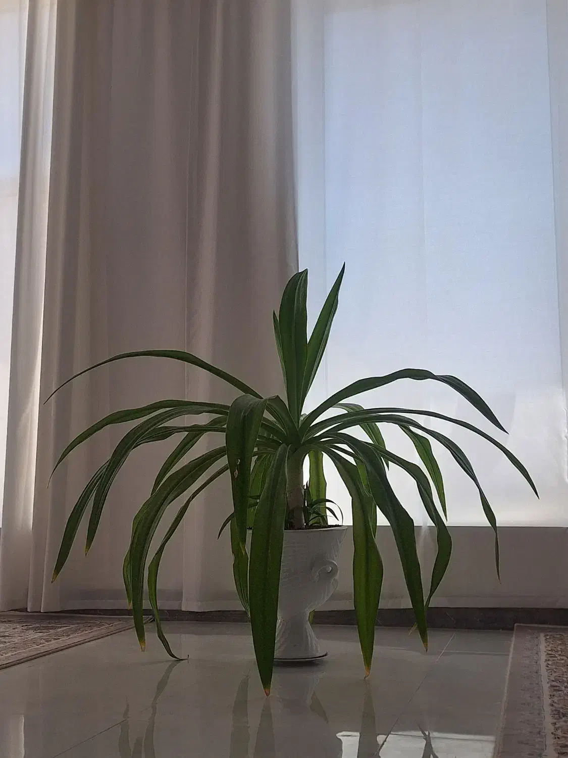 گل سوسن|گل و گیاه طبیعی|اردکان, |دیوار