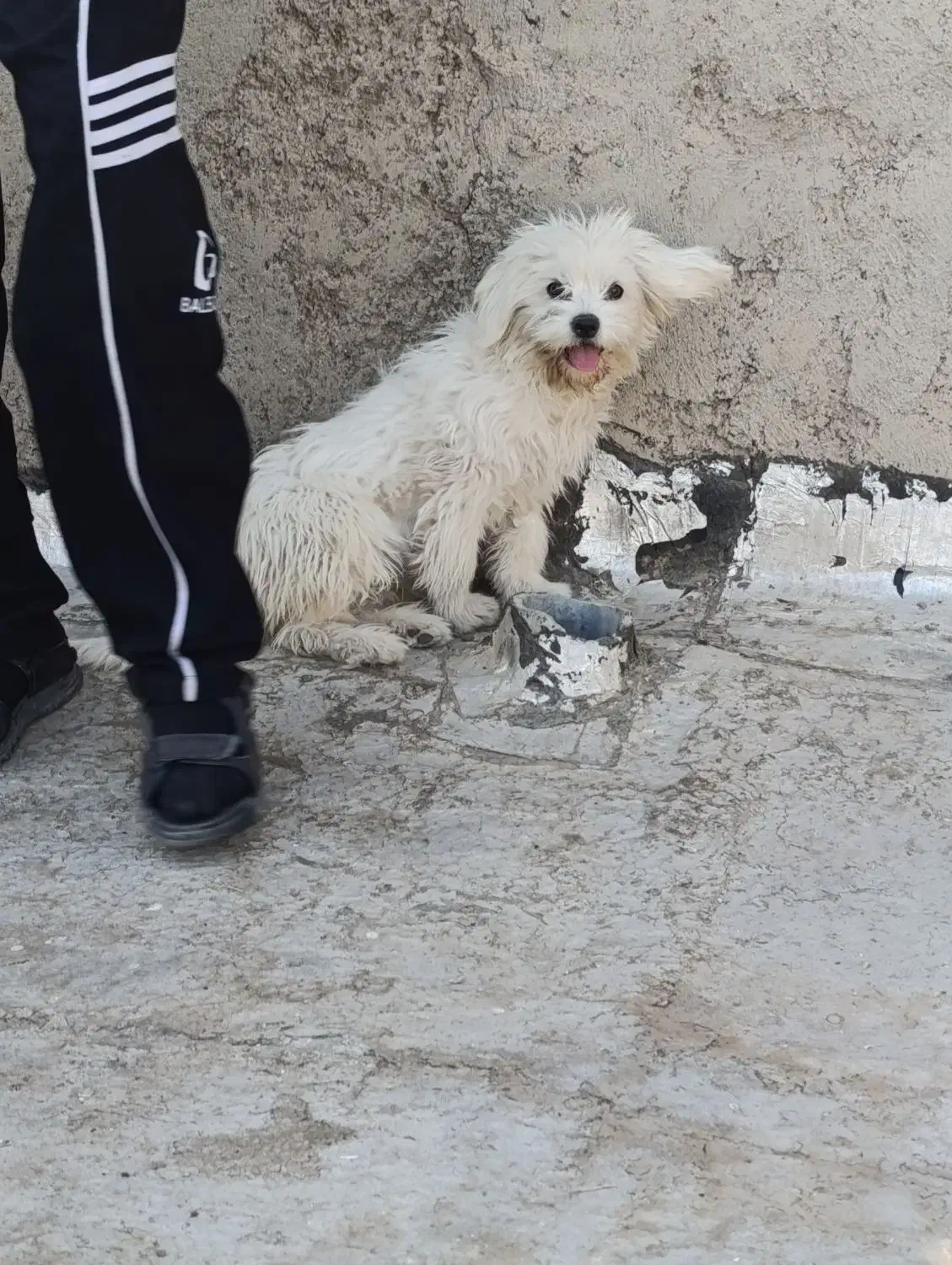 پا کوتاه|سگ|اشتهارد, |دیوار